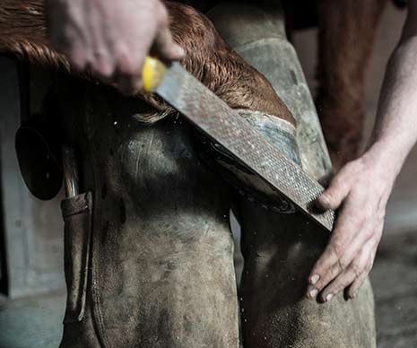 Equine Hoof Care