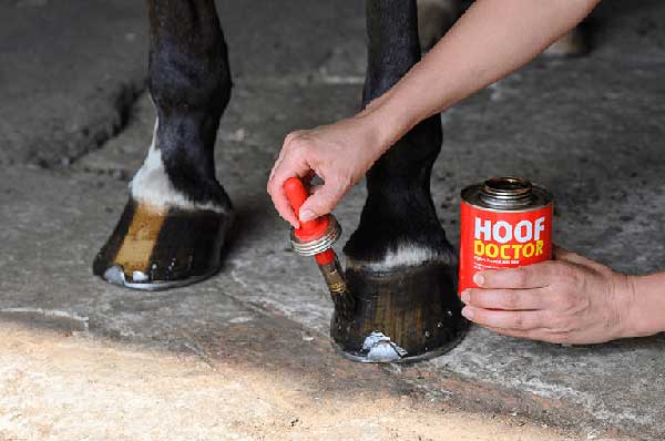 hoof doctor product application