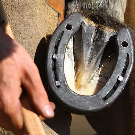 hoof with horse shoe